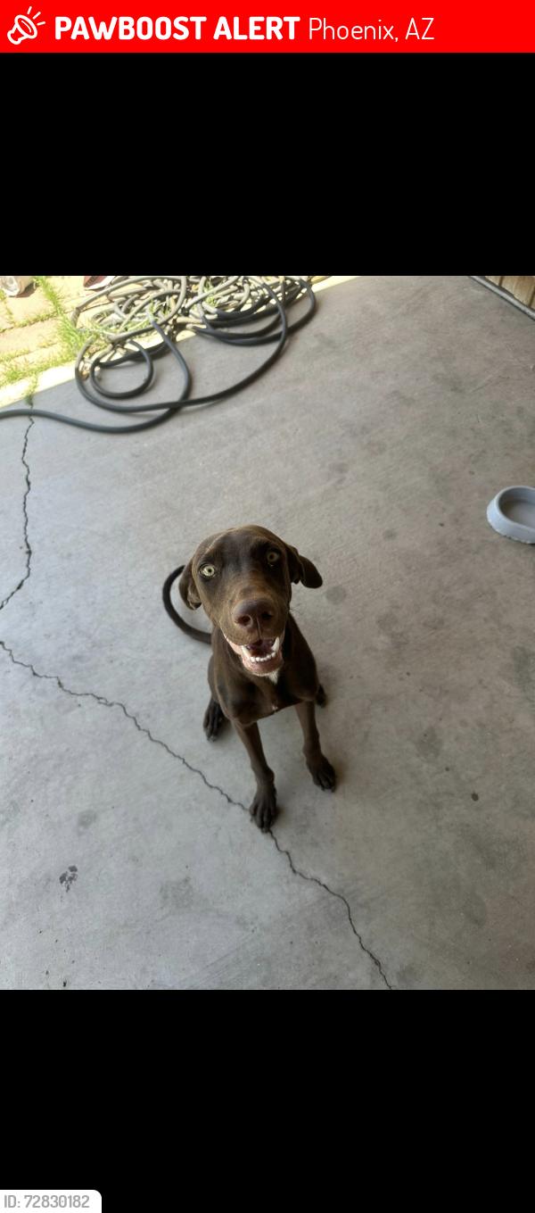 Lost Female Dog last seen 35th Ave and Lincoln street, Phoenix, AZ 85009