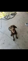 Lost Female Dog last seen 35th Ave and Lincoln street, Phoenix, AZ 85009