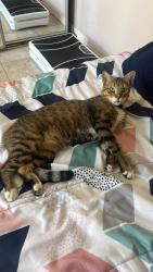 Lost Male Cat last seen Near Cypress Ct Orlando Florida , Orlando, FL 32811