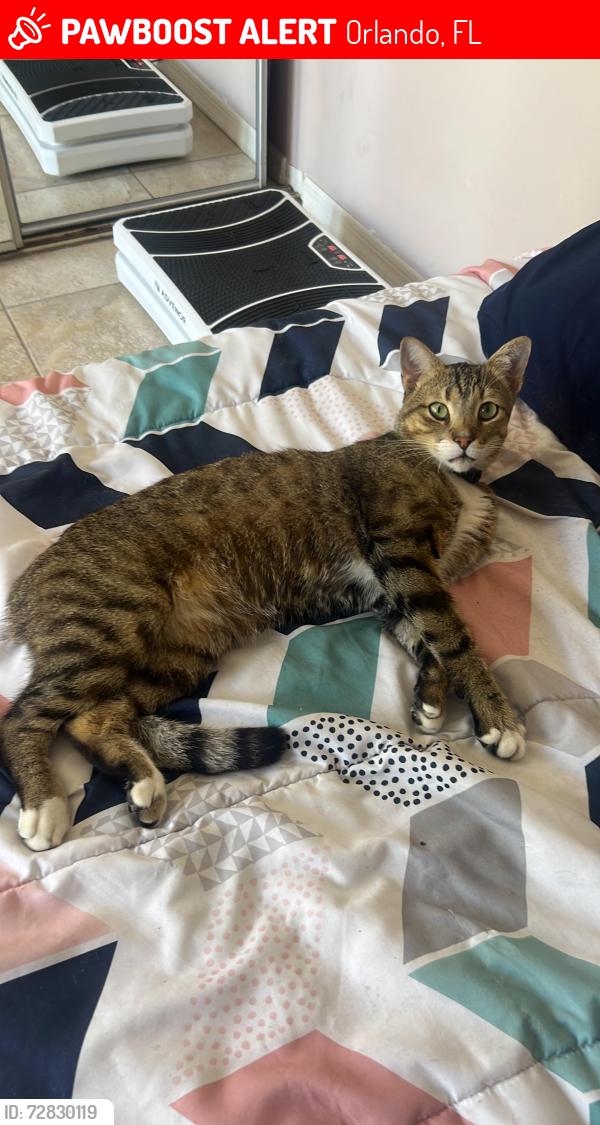 Lost Male Cat last seen Near Cypress Ct Orlando Florida, Orlando, FL 32811