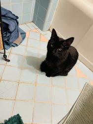 Lost Male Cat last seen Rockaway Beach , Pacifica, CA 94044