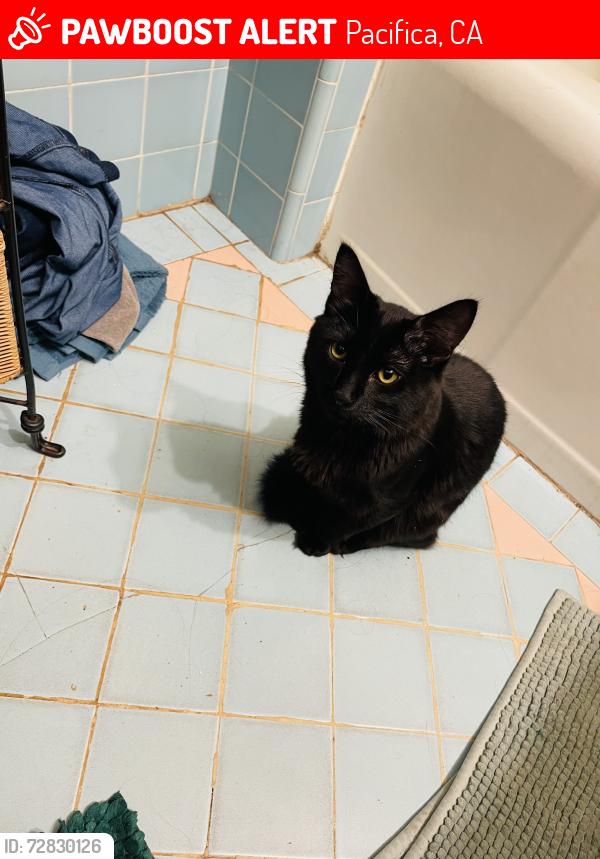 Lost Male Cat last seen Rockaway Beach , Pacifica, CA 94044