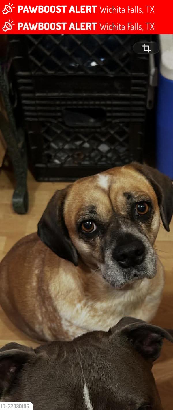Lost Female Dog last seen 33rd or 35th, Wichita Falls, TX 76302