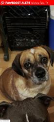 Lost Female Dog last seen 33rd or 35th, Wichita Falls, TX 76302