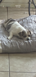 Lost Male Dog last seen Stanford and Marine Dr, Hemet, CA 92544