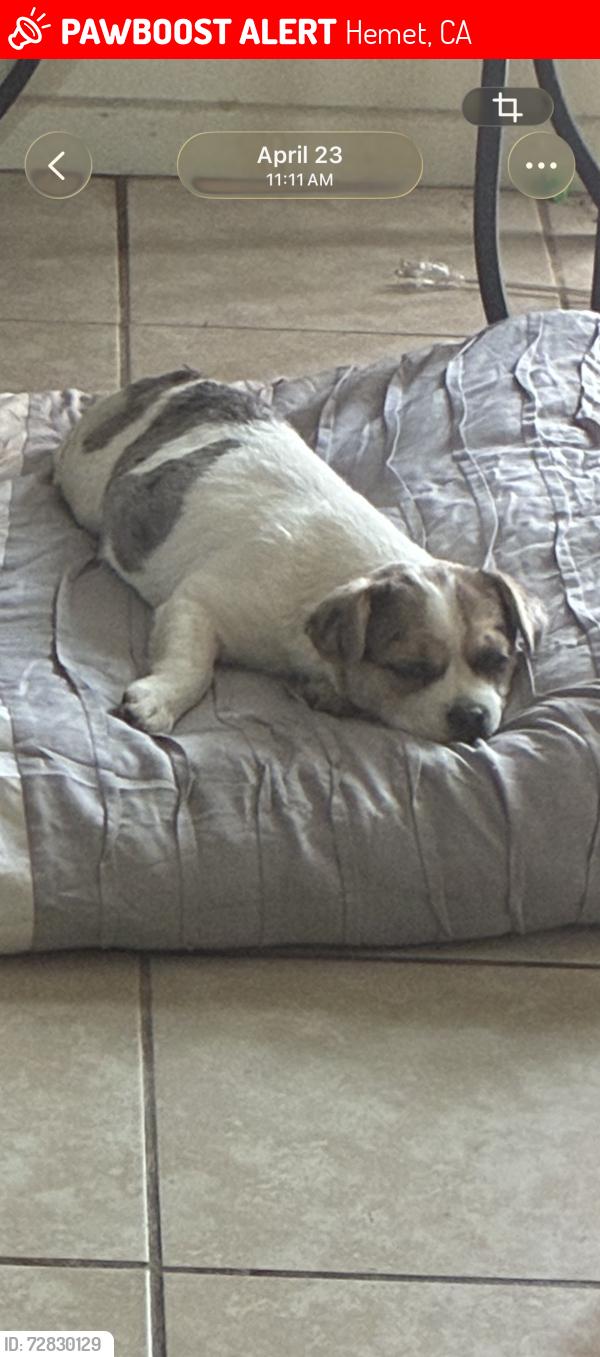 Lost Male Dog last seen Stanford and Marine Dr, Hemet, CA 92544
