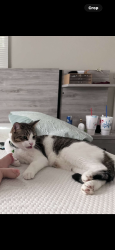 Lost Male Cat last seen runningbrook ln, Rural Hall, NC 27045
