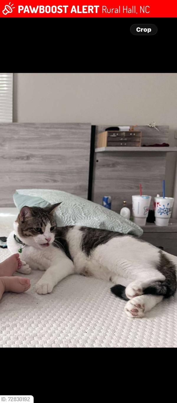 Lost Male Cat last seen runningbrook ln, Rural Hall, NC 27045