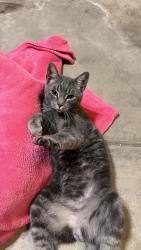 Found/Stray Male Cat last seen Dequindre Cut greenway near Larned, Detroit, MI 48207