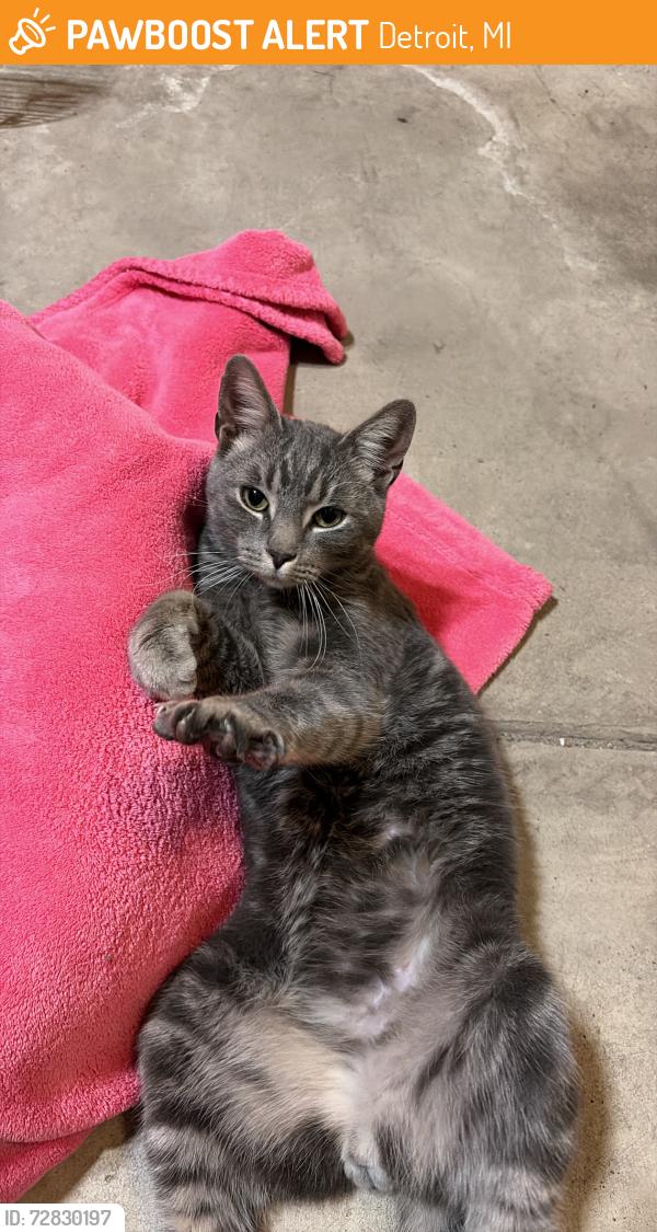 Found/Stray Male Cat last seen Dequindre Cut greenway near Larned, Detroit, MI 48207