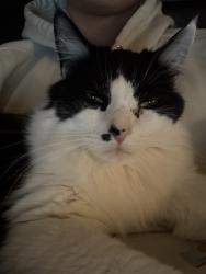 Lost Female Cat last seen Near summerside dr , Clover, SC 29710