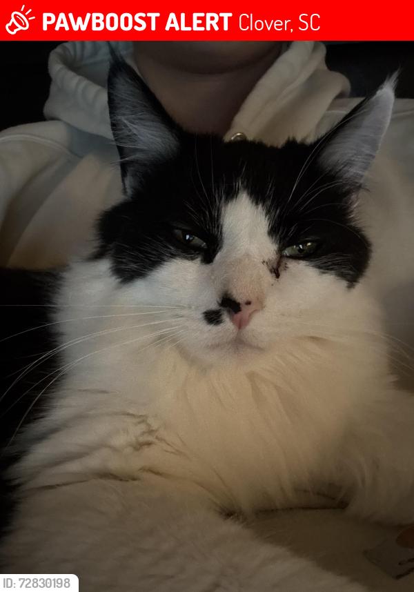 Lost Female Cat last seen Near summerside dr , Clover, SC 29710