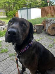 Found/Stray Male Dog last seen 42nd & Post, Indianapolis, IN 46226