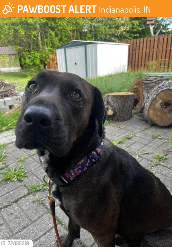 Found/Stray Male Dog last seen 42nd & Post, Indianapolis, IN 46226