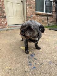 Found/Stray Female Dog last seen Garden Acres by Taco Bell, Fort Worth, TX 76028