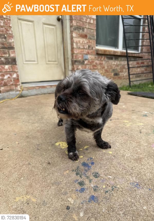 Found/Stray Female Dog last seen Garden Acres by Taco Bell, Fort Worth, TX 76028