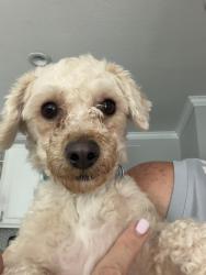 Found/Stray Female Dog last seen Tamarron, Austin, TX 78746