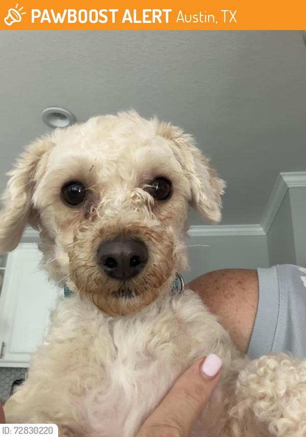 Found/Stray Female Dog last seen Tamarron, Austin, TX 78746