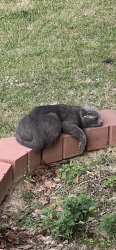 Found/Stray Male Cat last seen Yorkshire, Cameron, NC 28326