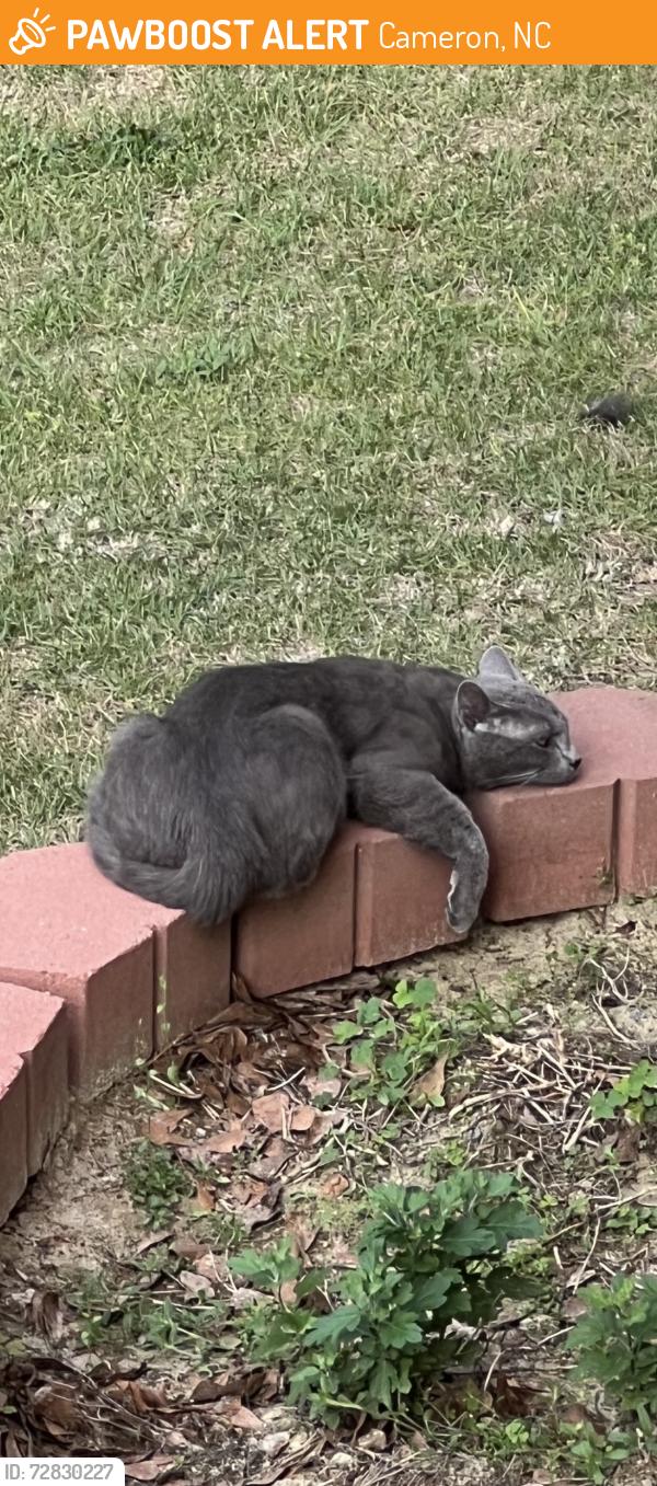 Found/Stray Male Cat last seen Yorkshire, Cameron, NC 28326