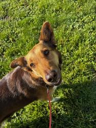 Found/Stray Male Dog last seen BST near Natural History Museum, Salt Lake City, UT 84112