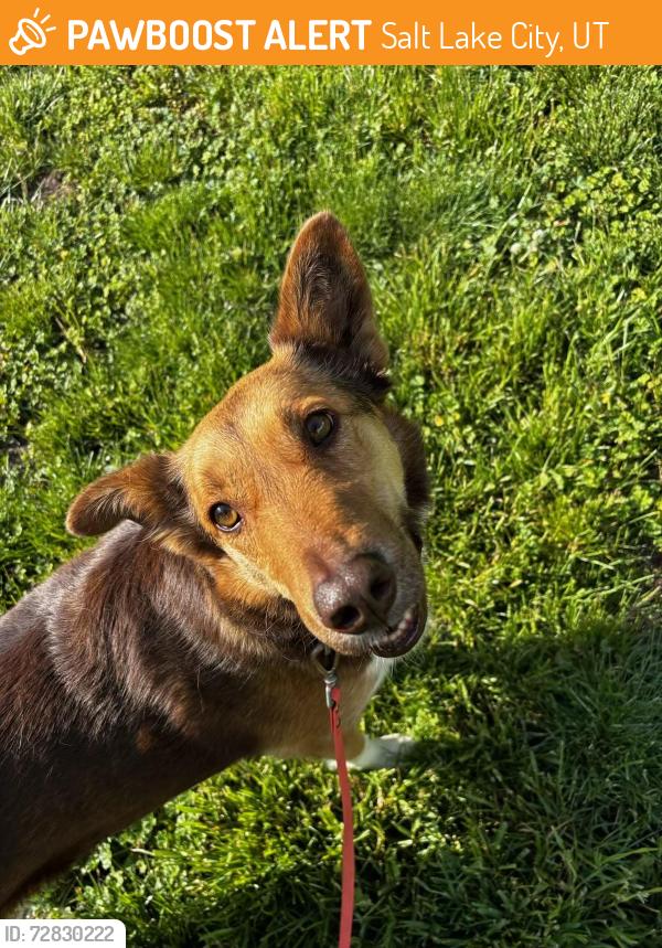 Found/Stray Male Dog last seen BST near Natural History Museum, Salt Lake City, UT 84112