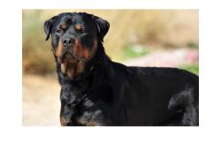 Found/Stray Unknown Dog last seen Reeceburg rd, Floyd County, GA 30173