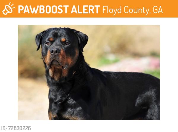Found/Stray Unknown Dog last seen Reeceburg rd, Floyd County, GA 30173
