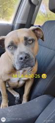 Reunited Female Dog last seen Near and James Ronald ln, Conway, SC 29526
