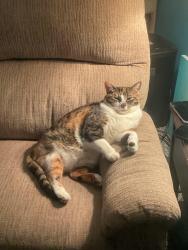 Lost Female Cat last seen Beach wood, Noorwood, Greenpoint, Liverpool, NY 13088
