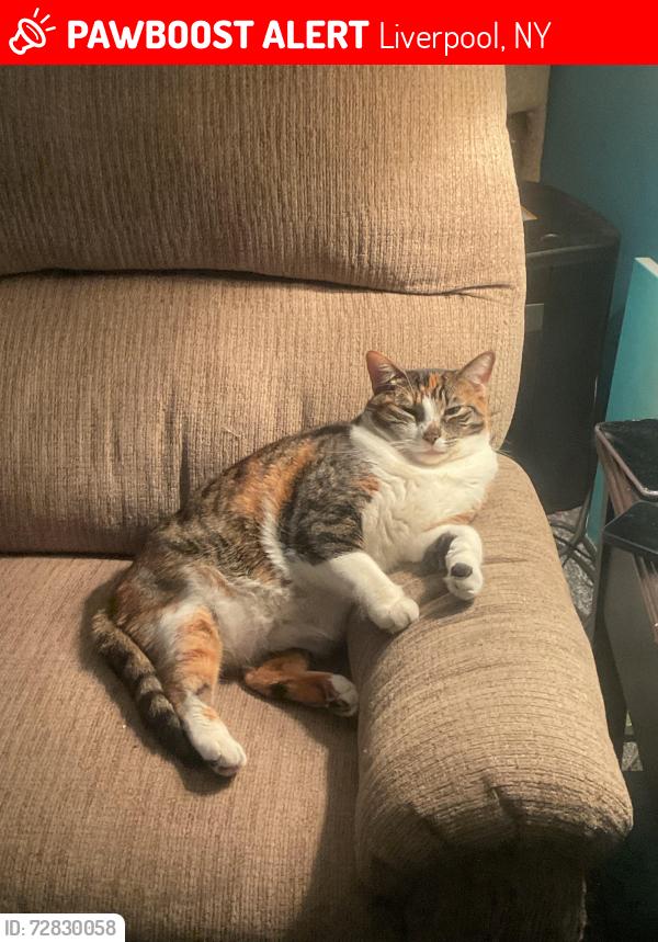 Lost Female Cat last seen Beach wood, Noorwood, Greenpoint, Liverpool, NY 13088