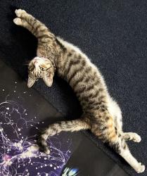 Lost Female Cat last seen Angel Dr, Waterbury, CT 06708