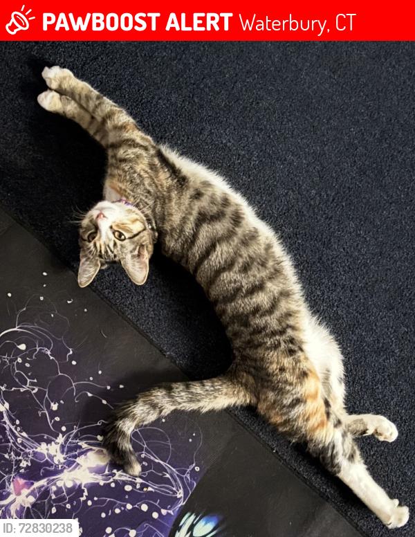 Lost Female Cat last seen Angel Dr, Waterbury, CT 06708