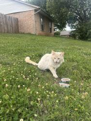 Found/Stray Unknown Cat last seen Nw 82nd street and Lance dr, Oklahoma City, OK 73132