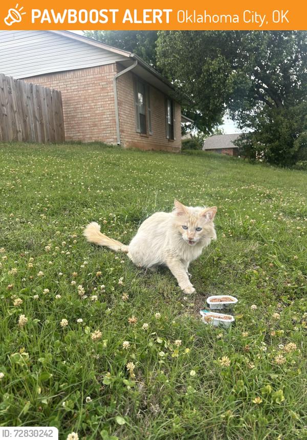 Found/Stray Unknown Cat last seen Nw 82nd street and Lance dr, Oklahoma City, OK 73132