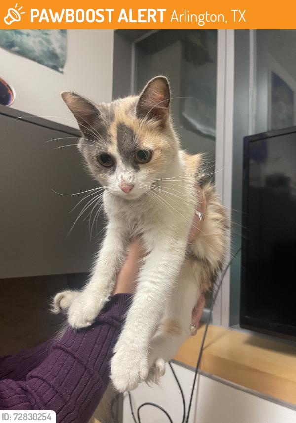 Found/Stray Female Cat last seen UTA, Arlington, TX 76010