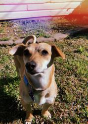 Lost Female Dog last seen Jaycee park , Irving, TX 75061