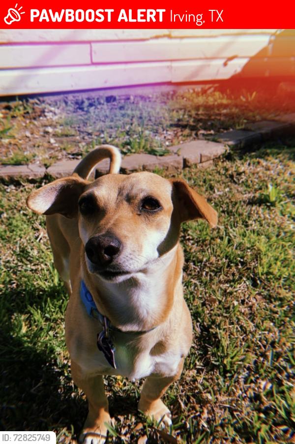 Lost Female Dog last seen Jaycee park , Irving, TX 75061