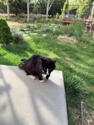 Found/Stray Unknown Cat last seen Tollgate Crossing, Aurora, CO 80016
