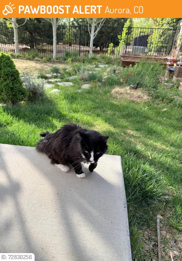 Found/Stray Unknown Cat last seen Tollgate Crossing, Aurora, CO 80016