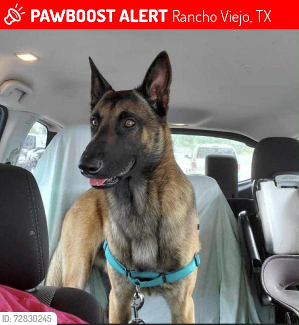 Lost Male Dog last seen Burr Oak Loop Brownsville Texas , Rancho Viejo, TX 78575