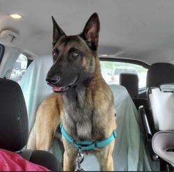 Lost Male Dog last seen Burr Oak Loop Brownsville Texas , Rancho Viejo, TX 78575