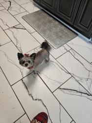 Lost Female Dog last seen Near near the YMCA on Effingham, Portsmouth, VA 23704
