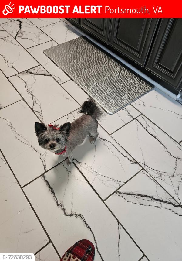 Lost Female Dog last seen Near near the YMCA on Effingham, Portsmouth, VA 23704