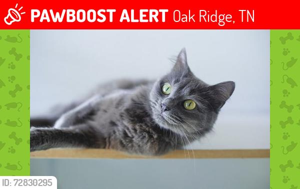 Lost Male Cat last seen Nebraska, New Haven, Normandy, Oak Ridge, TN 37830