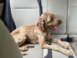 Found/Stray Male Dog last seen Knollton Rd and Galahad Dr, Indianapolis, IN 46228