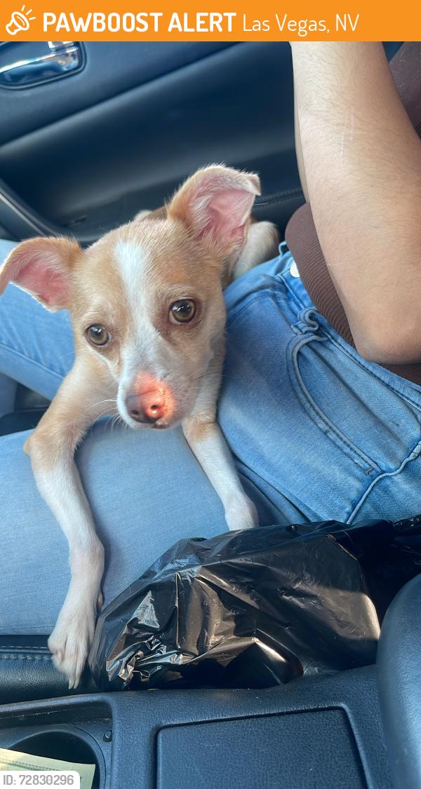 Found/Stray Female Dog last seen Bonanza eastern , Las Vegas, NV 89101