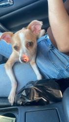 Found/Stray Female Dog last seen Bonanza eastern , Las Vegas, NV 89101