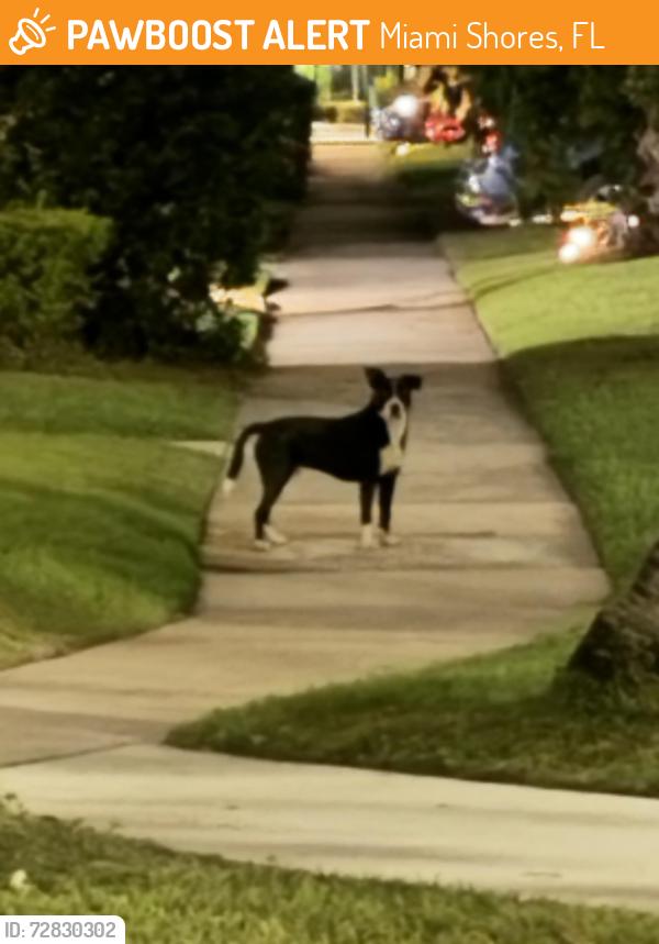 Found/Stray Unknown Dog last seen NE 3rd Ave and 101 St, Miami Shores, FL 33138