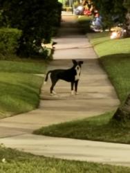 Found/Stray Unknown Dog last seen NE 3rd Ave and 101 St, Miami Shores, FL 33138